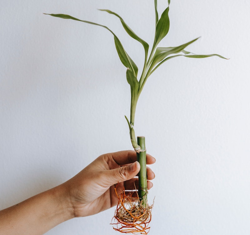 Propagating Dracaena Plant Addicts