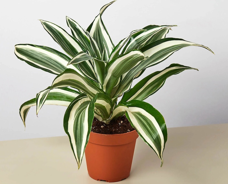 dracaena-white-jewel.jpg