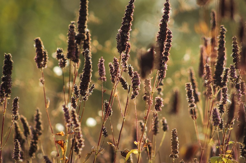 dried-agastache-seed-heads.jpg