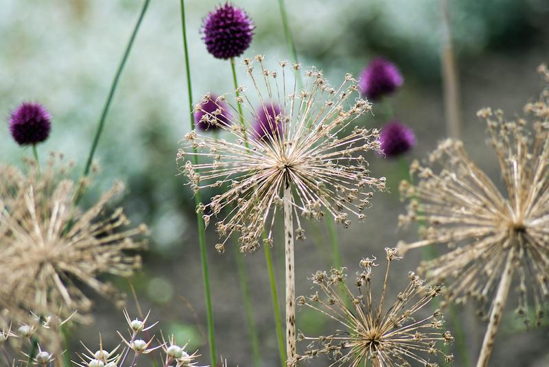 dried-allium-flowerheads.jpg