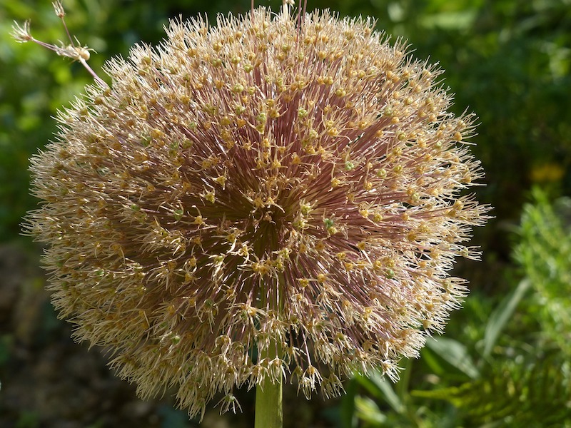 dried-allium-giganteum-flowerhead.jpg