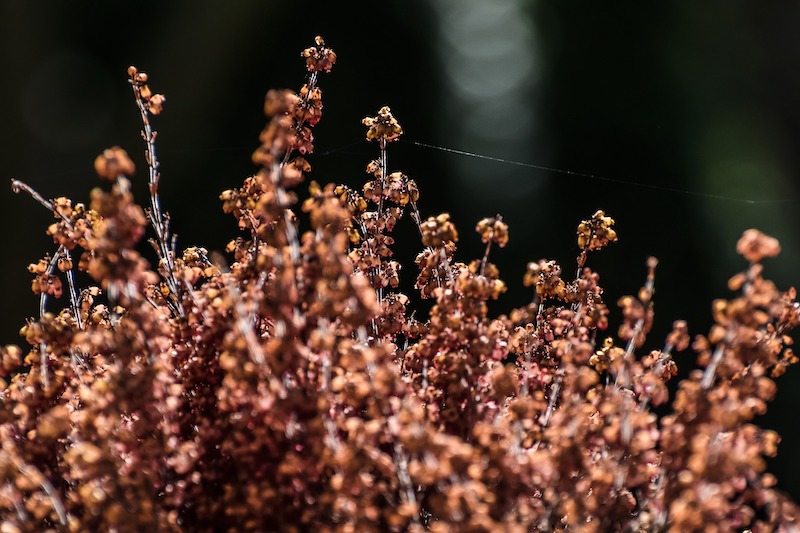 dried-heather-branches.jpg
