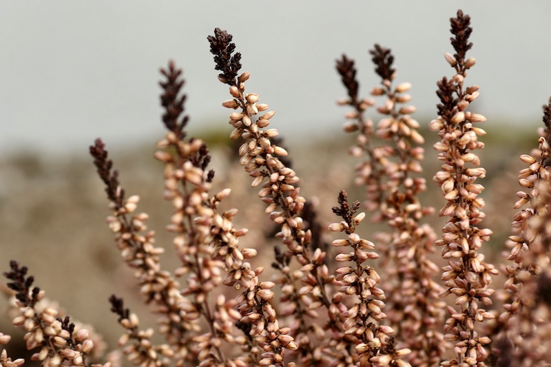 dried-heather-flowers.jpg