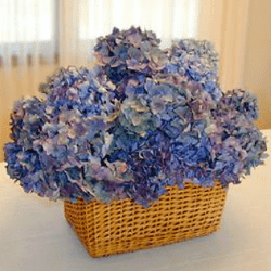 Dried Hydrangea Flowers