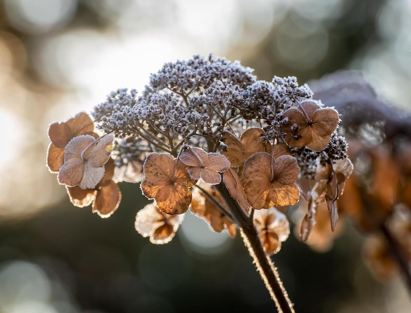 dried-hydrangea-panicle.jpg