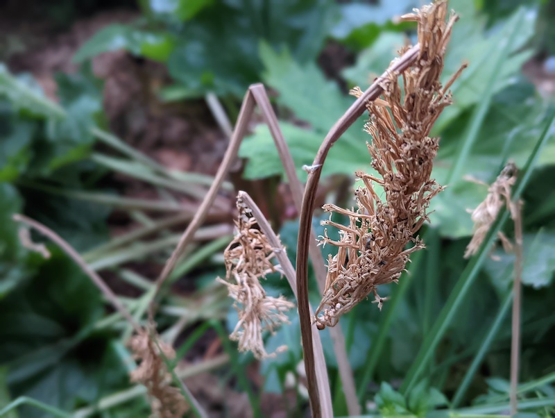 dried-kniphofia-flower-head-.jpg