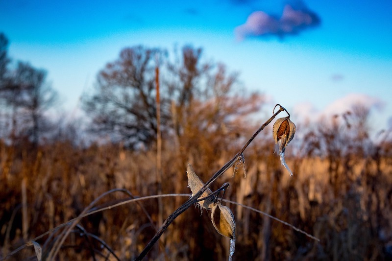 dried-milkweed-seedpod.jpg