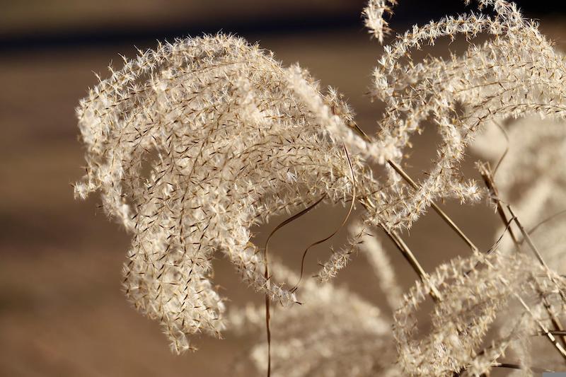 dried-miscanthus-plume.jpg