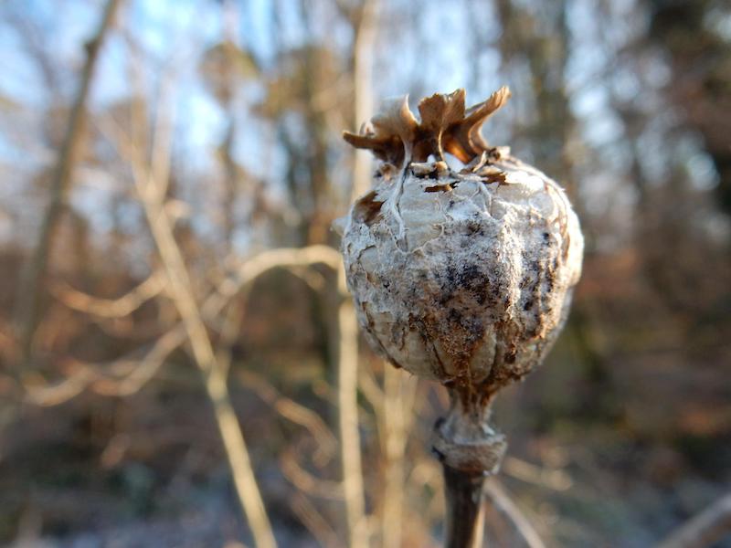 dried-poppy-capsule-in-winter.jpg