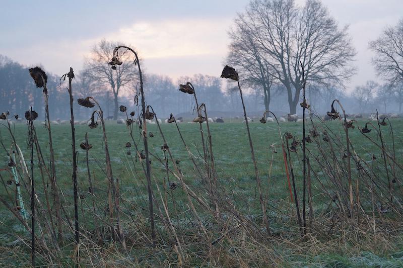 dried-poppy-stems-in-autumn.jpg