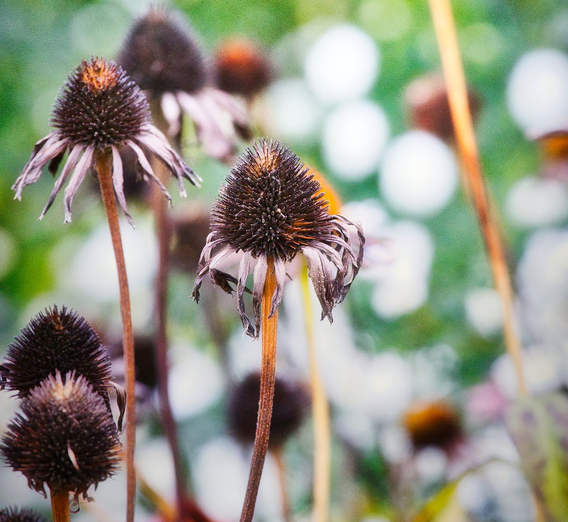 Coneflower Winter Care Plant Addicts