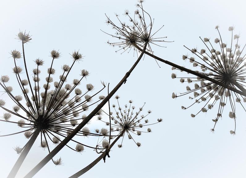 dried-yarrow-flowers.jpg