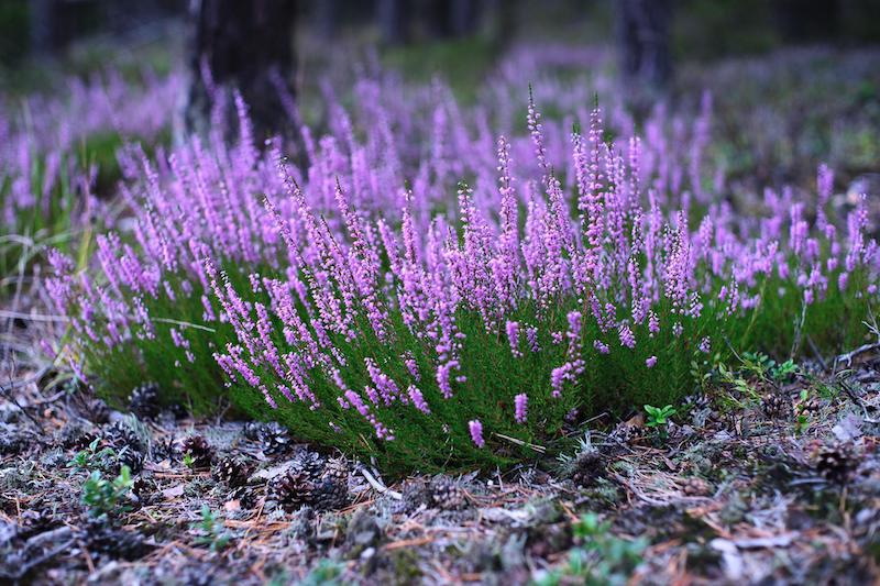 drifts-of-heather-in-winter.jpg