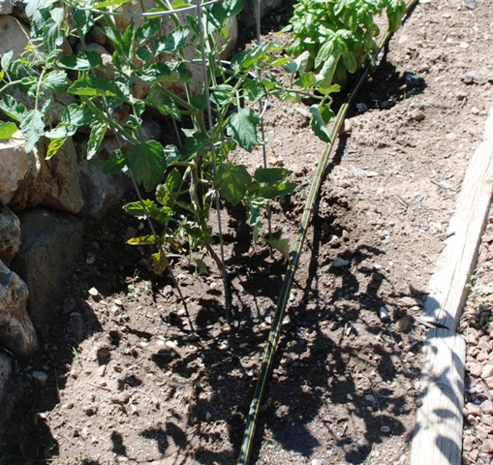 drip-irrigation-connected-to-rain-barrel.jpg