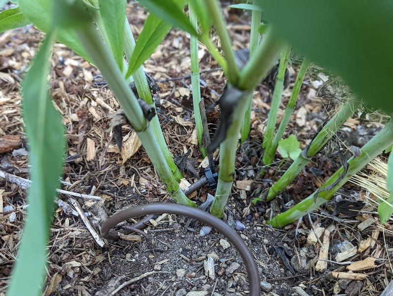 drip-irrigation-line-to-baptisia.jpg