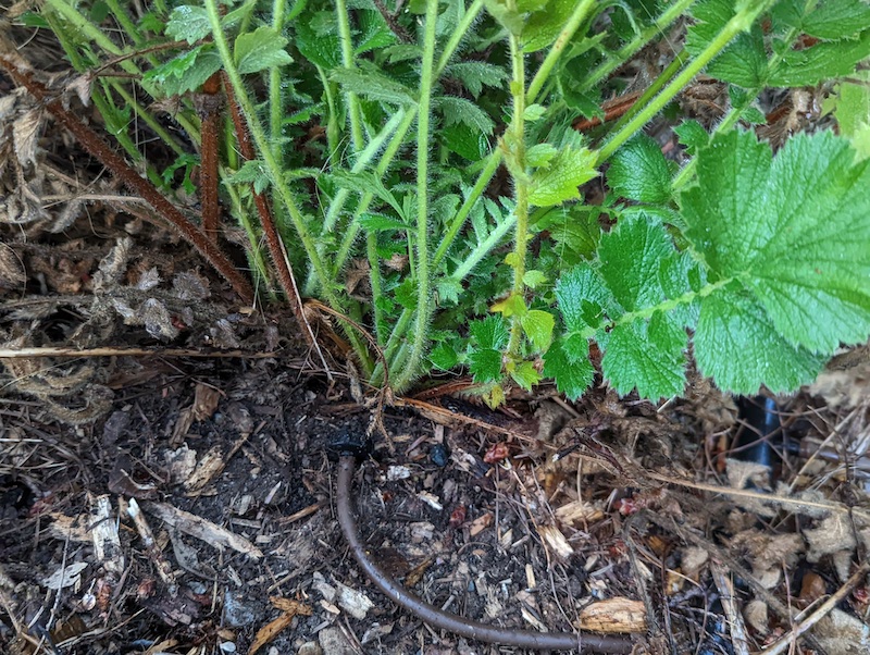 drip-irrigation-to-geum-plant.jpg