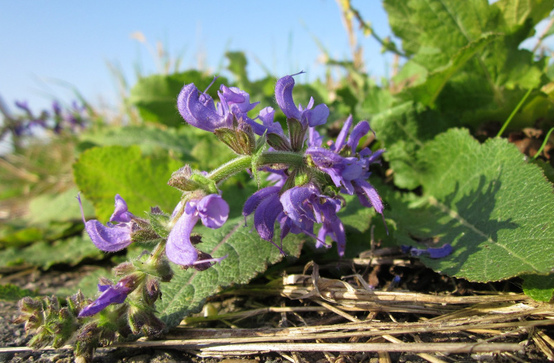 droopy-meadow-sage-needs-water.jpg