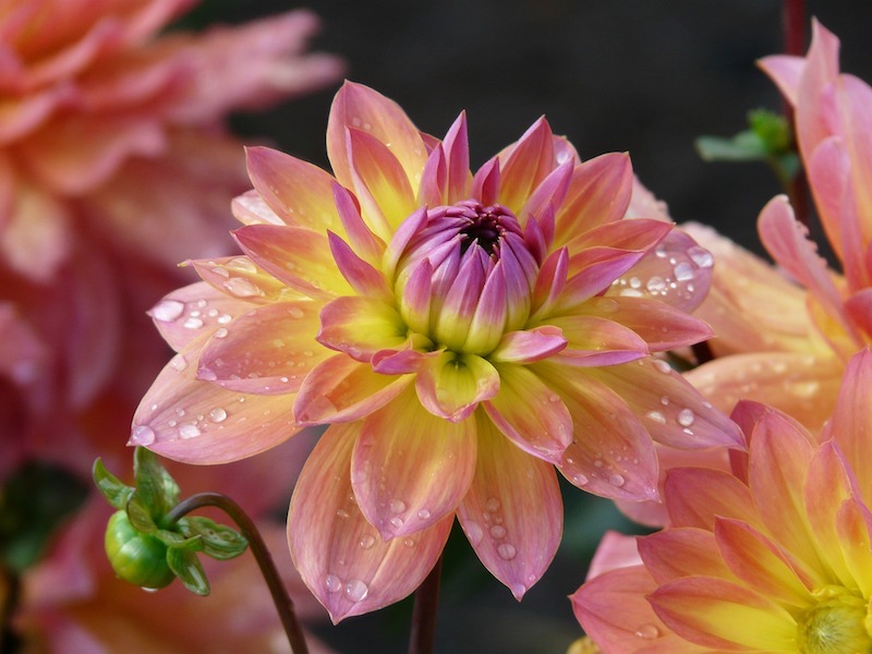 droplets-on-dahlia-blooms.jpg