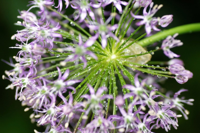 droplets-on-garlic-flower.jpg