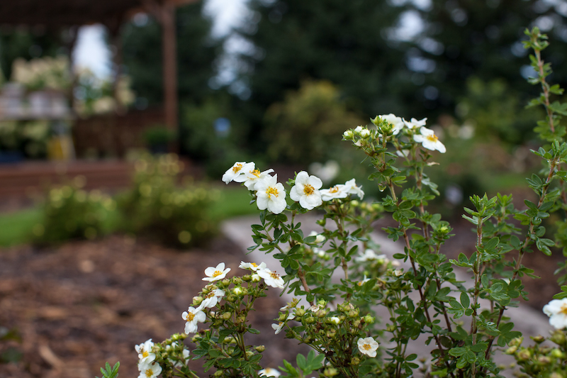 droplets-on-potentilla-first-editions-creme-brule.jpg