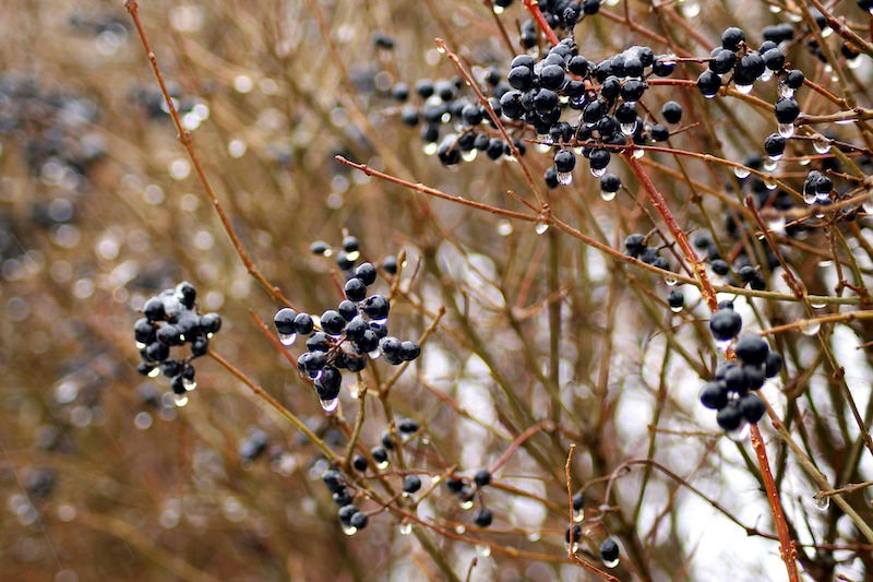 droplets-on-privet-berries-in-winter.jpg