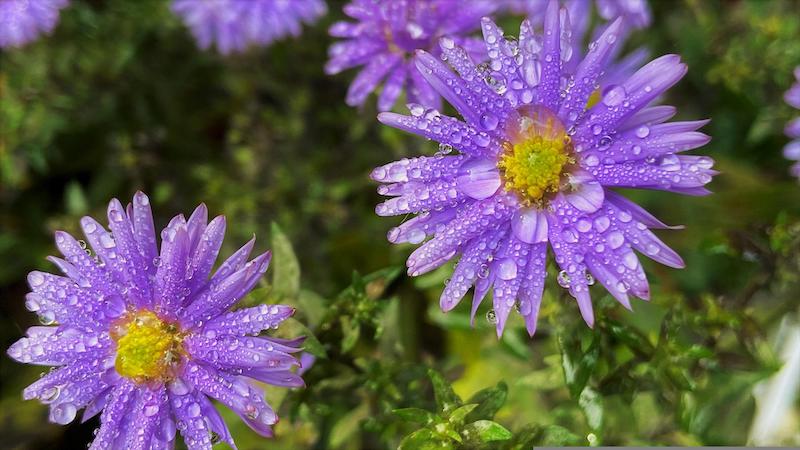 droplets-on-purple-aster-flowers.jpg