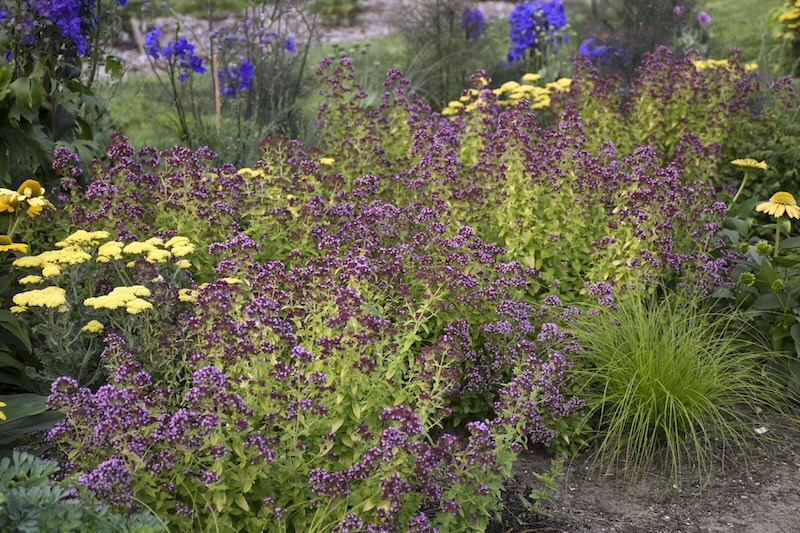 drops-of-juipter-oregano-planted-with-yarrow-coneflower-ornamental-grass-and-delphinium.jpg