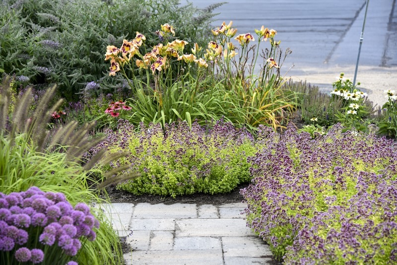 drops-of-jupiter-oregano-planted-with-allium-daylily-shasta-daisies-coneflower-butterfly-bush-and-fountain-grass.jpg