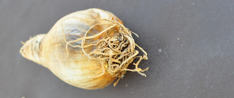 dry-bulb-with-shriveled-up-roots.jpg