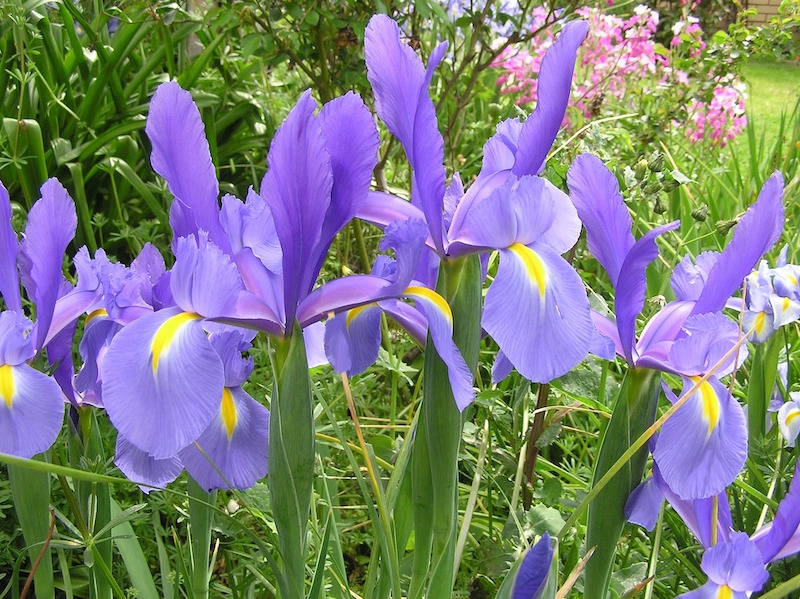 dutch-hybrid-iris-in-bloom.jpg