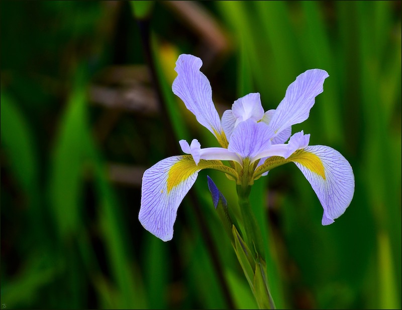 Is Iris Deer Resistant?