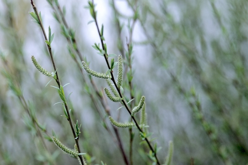 dwarf-blue-leaf-arctic-willow-in-bloom.jpg