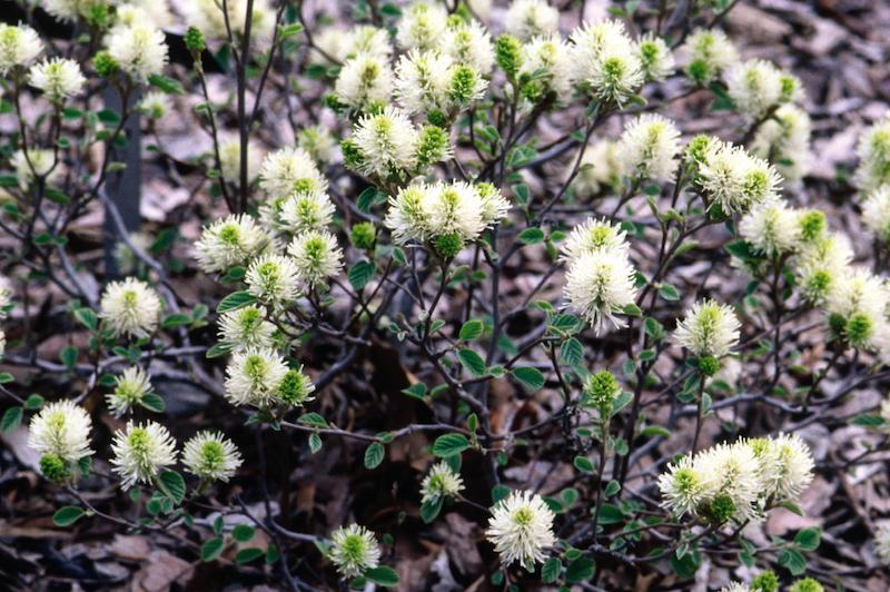 dwarf-fothergilla-in-bloom.jpg