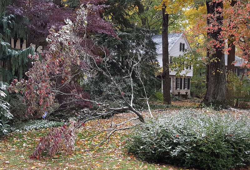 dying-dogwood-fell-over-in-front-yard.jpg