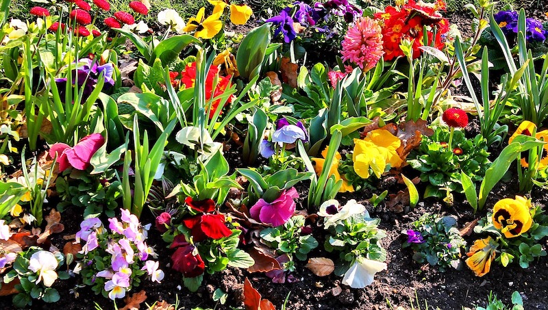 early-spring-pansies-planted-with-primrose-and-hyacinth.jpg