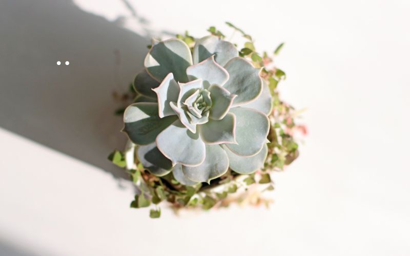 echeveria-sunlight-requirements.jpg