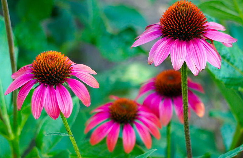 echinacea-ready-to-be-deadheaded.jpg