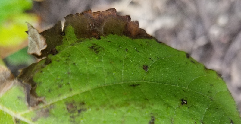 Hydrangea Leaves Turning Brown Here s Why And How To Fix 50 OFF