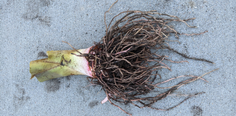 elephant-ear-bulb-trimmed-up.jpg