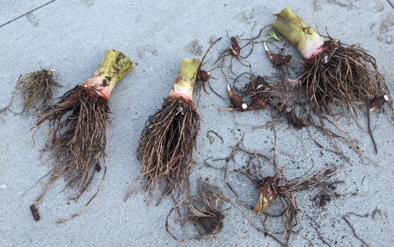 elephant-ear-bulbs-ready-to-store-for-the-winter.jpg