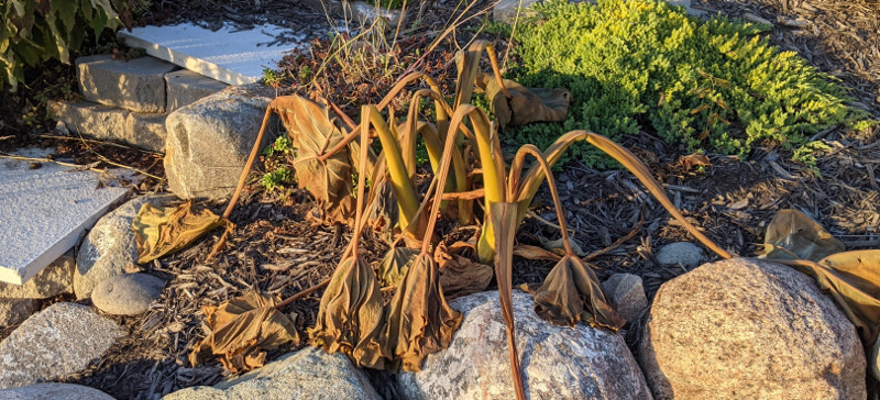 Overwinter Elephant Ears | Plant Addicts