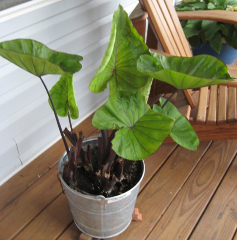 elephant-ears-growing-in-garden-planter.jpg