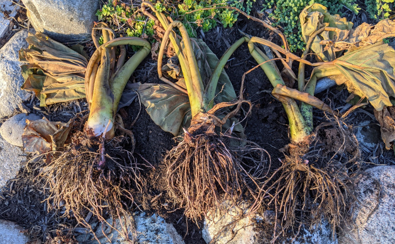 elephant-ears-root-ball-divided-up-into-separate-bulbs.jpg