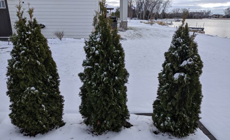 emerald-green-arborvitae-with-snow.jpg