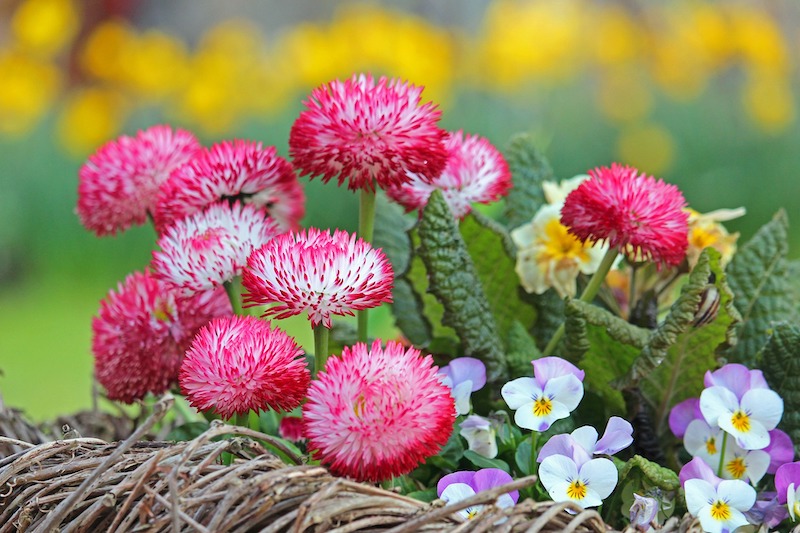 How to Grow and Care for English Daisy