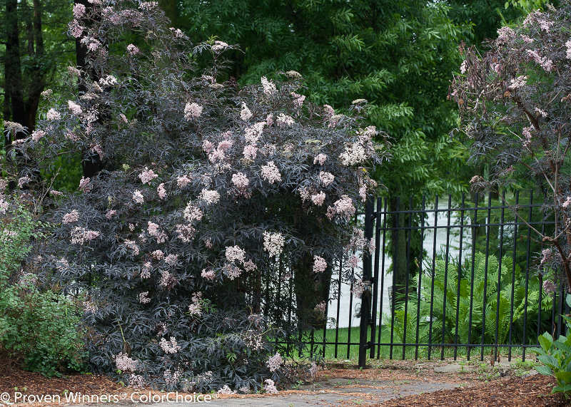 enormous-elderberry-shrub-growing-tall.jpg