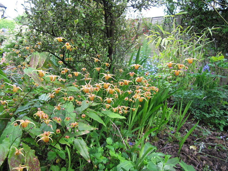 epimedium-amber-queen-growing-with-lily-of-the-valley-and-bluebells.jpg