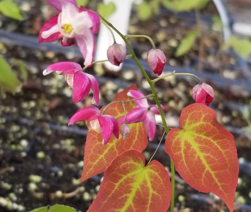 epimedium-bloom-stem.jpg