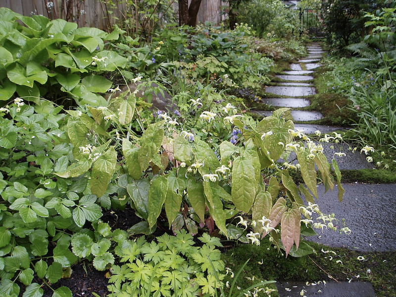 epimedium-growing-with-hostas-hardy-geraniums-and-viburnum.png