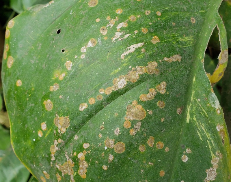 epipremnum-aureum-golden-pothos-with-leaf-spot-caused-by-cephaleuros.jpg